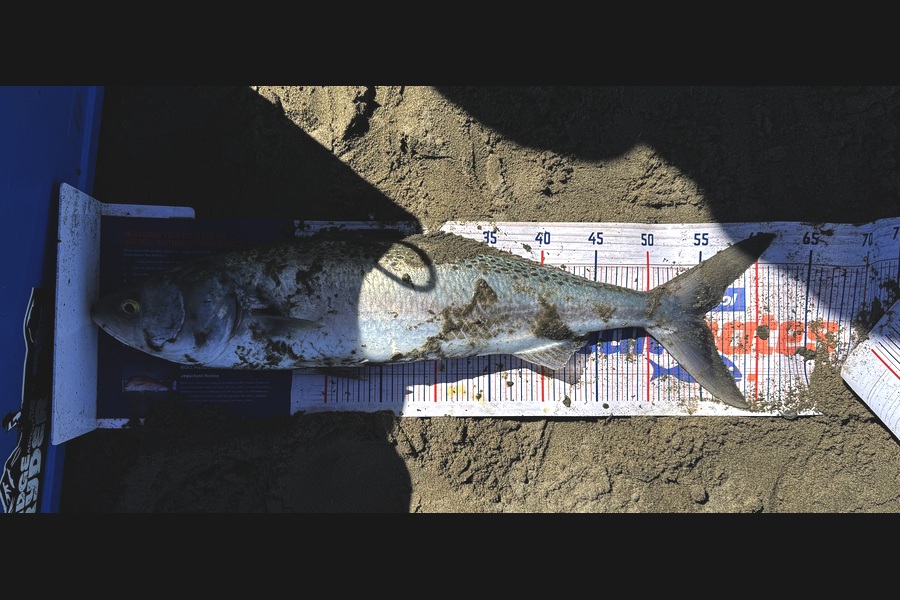 Steve Williams caught this 55.0cm Kahawai at Canterbury during The Export NZ Fishing Competition