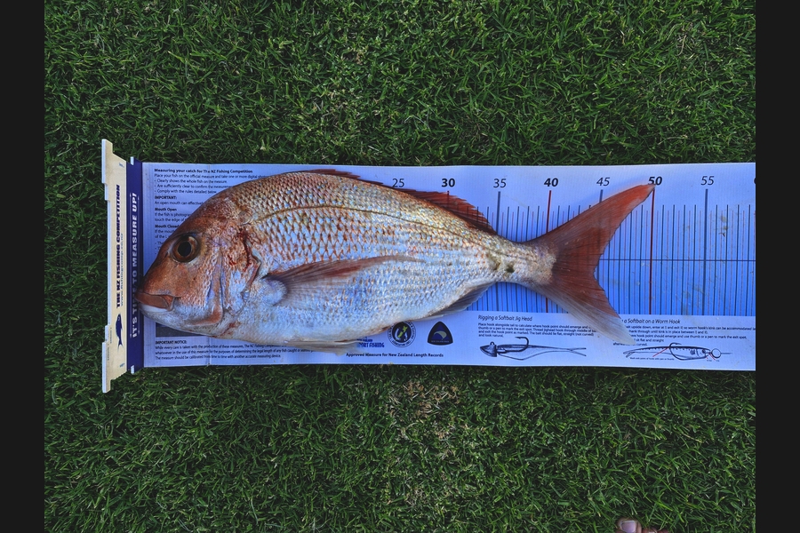 Alicia Rombel caught this 44.5cm Snapper at Bay of Plenty during The Export NZ Fishing Competition