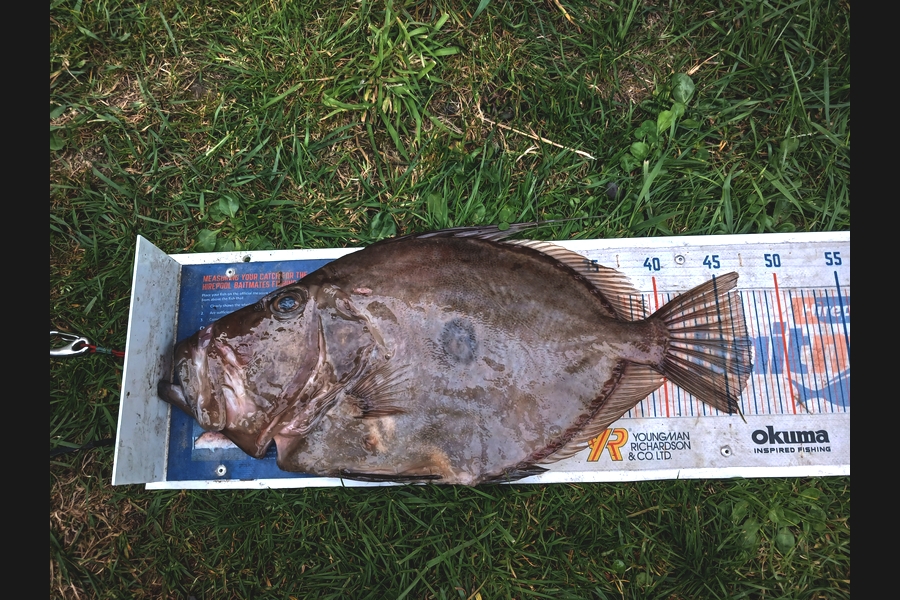 Wayne Hickman caught this 47.0cm John Dory at Taranaki during The Export NZ Fishing Competition