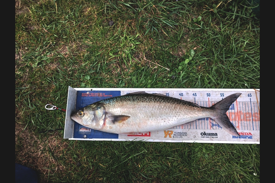 Wayne Hickman caught this 55.5cm Kahawai at Taranaki during The Export NZ Fishing Competition