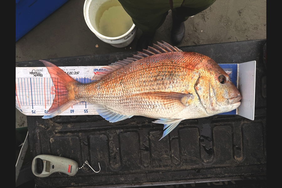 Hayden  Lamb caught this 66.0cm Snapper at Manawatu during The Export NZ Fishing Competition