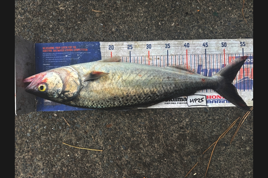 Hayden  Lamb caught this 51.5cm Kahawai at Hawkes Bay during The Export NZ Fishing Competition