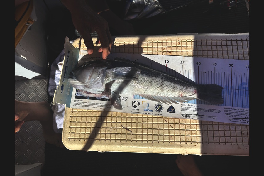 Bob Faram caught this 47.0cm Blue Cod at Auckland during The Export NZ Fishing Competition