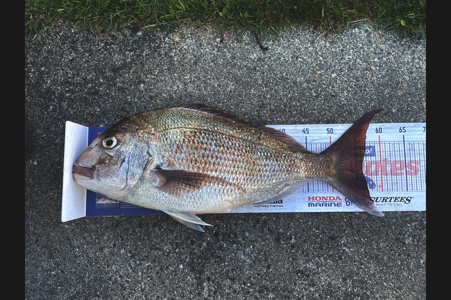 Anthony Murray caught this 56.0cm Snapper at Wellington during The Export NZ Fishing Competition