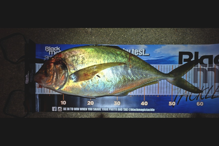 Brent Cameron caught this 53.0cm Trevally at Nelson/Marlborough during The Export NZ Fishing Competition