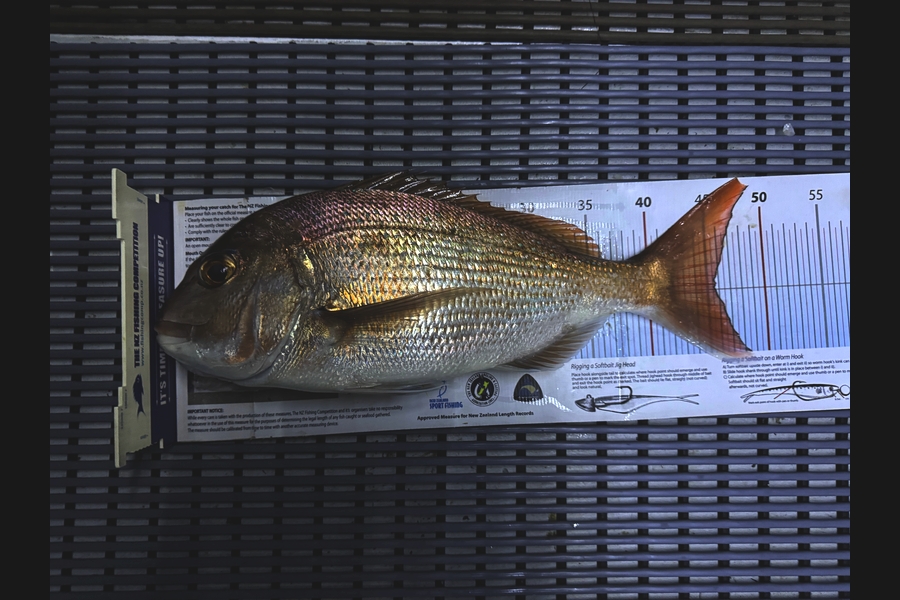 Stephen Attwood caught this 45.5cm Snapper at Northland during The Export NZ Fishing Competition