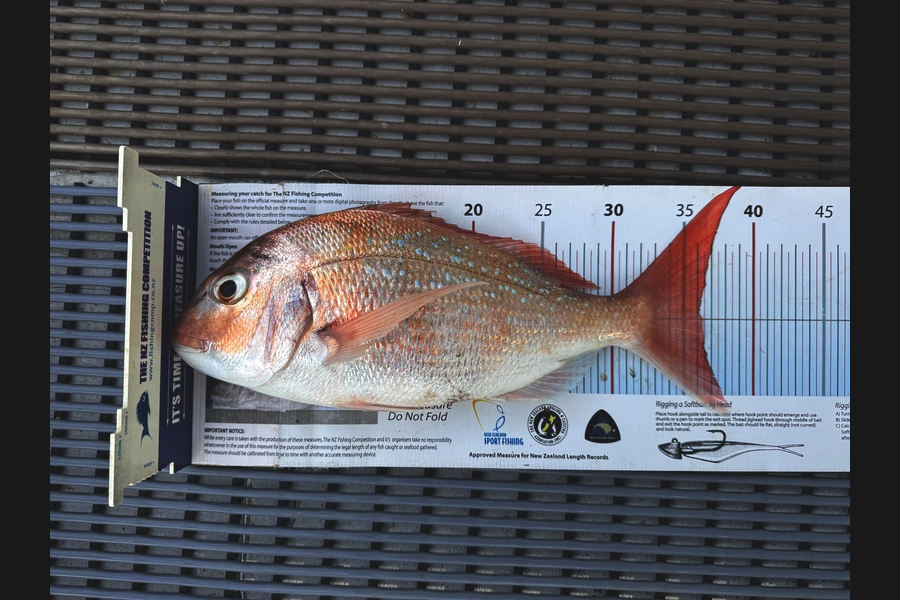 Stephen Attwood caught this 36.0cm Snapper at Northland during The Export NZ Fishing Competition