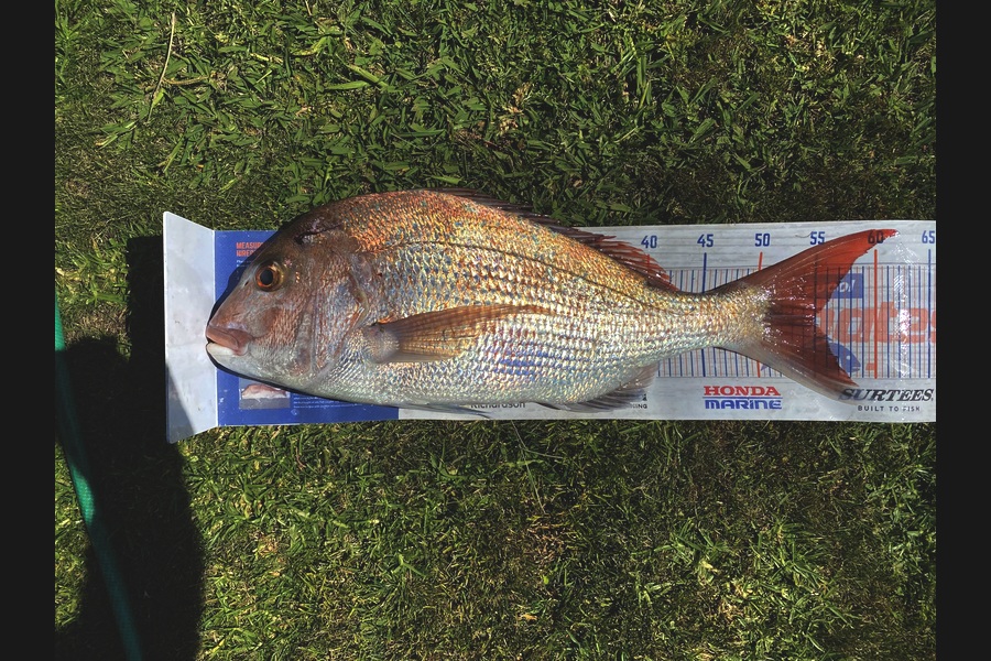 Steve Fraser caught this 55cm Snapper at Taranaki during The Export NZ Fishing Competition