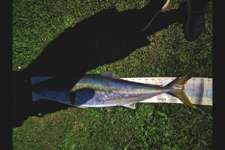 Christian-Ray  Simons  caught this 129.0cm Kingfish at Taranaki during The Export NZ Fishing Competition