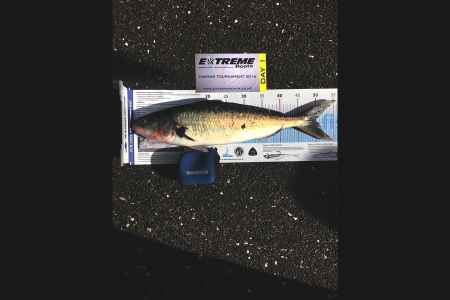 Sharron Clothier caught this 49.5cm Kahawai at Whitianga during The Export NZ Fishing Competition