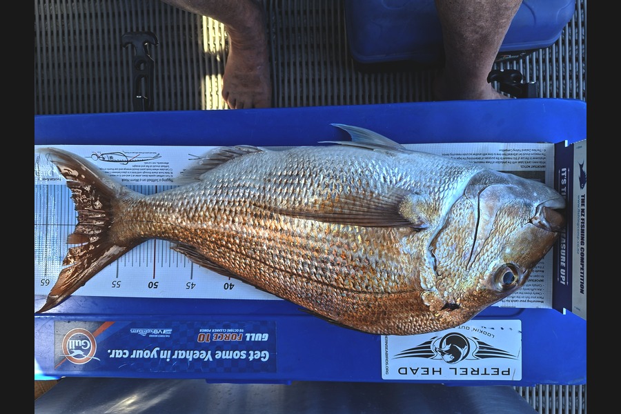 David  Henry  caught this 61.0cm Snapper at Northland during The Export NZ Fishing Competition