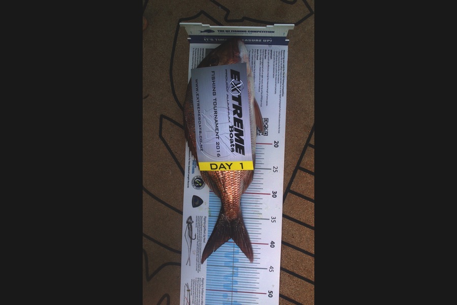 tim gemmell caught this 39.0cm Snapper at Aldermans  during The Export NZ Fishing Competition