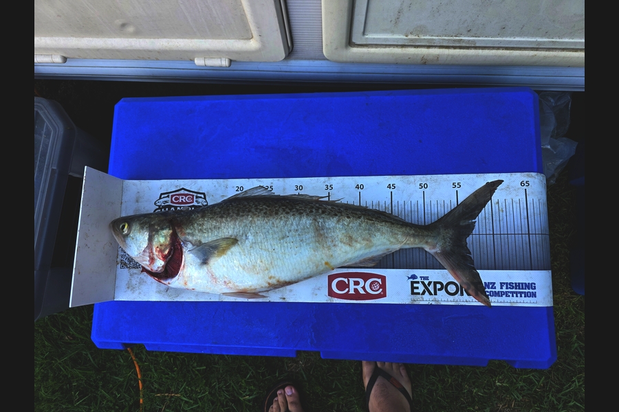 Peter Robb caught this 54.0cm Kahawai at Taranaki during The Export NZ Fishing Competition