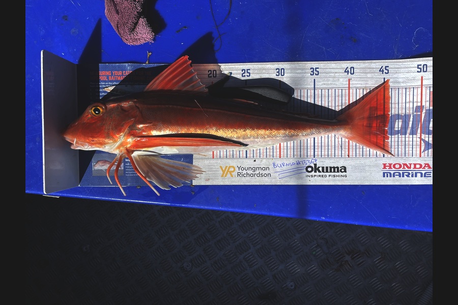 Anthony Murray caught this 45.5cm Gurnard at Wellington during The Export NZ Fishing Competition