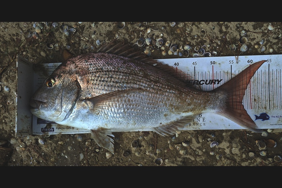 John  Mackie  caught this 57.5cm Snapper at Northland during The Export NZ Fishing Competition