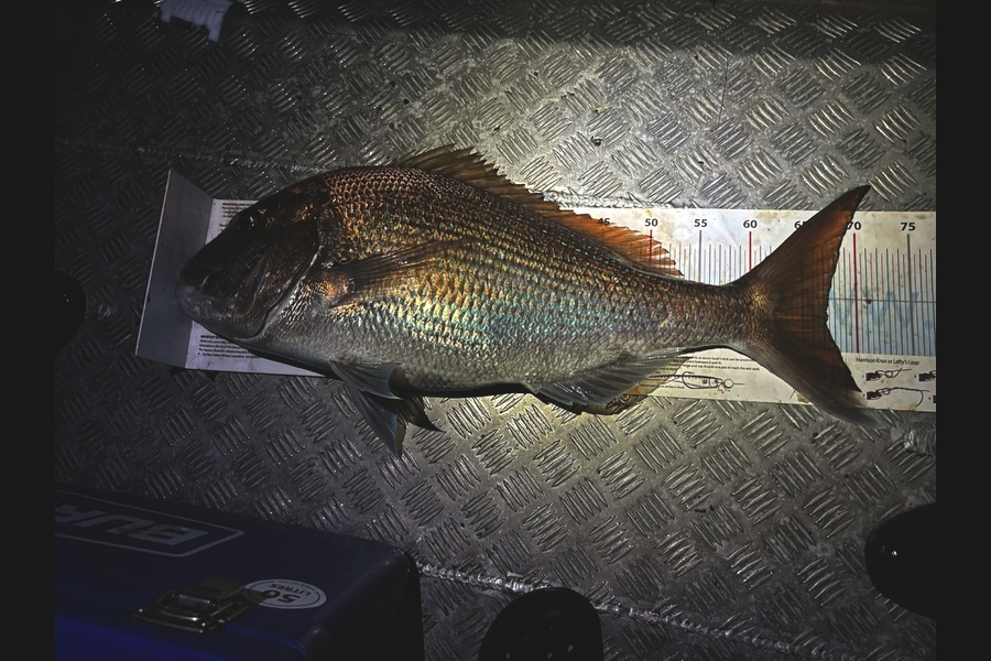 Marshall Taylor caught this 67cm Snapper at Wellington during The Export NZ Fishing Competition