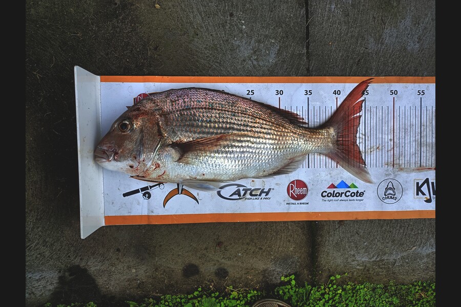 Tracy Holland caught this 43.5cm Snapper at Nelson/Marlborough during The Export NZ Fishing Competition