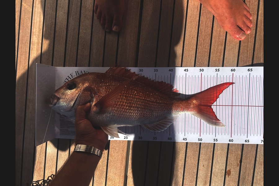 Harrison Gregory caught this 53.0cm Snapper at Auckland during The Export NZ Fishing Competition