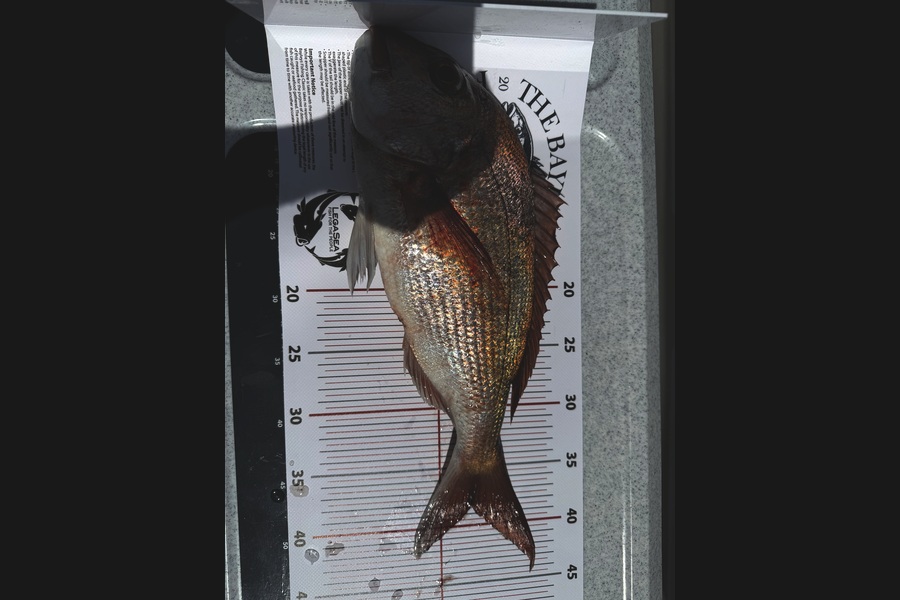 Nick Gilbert caught this 38cm Snapper at Auckland during The Export NZ Fishing Competition