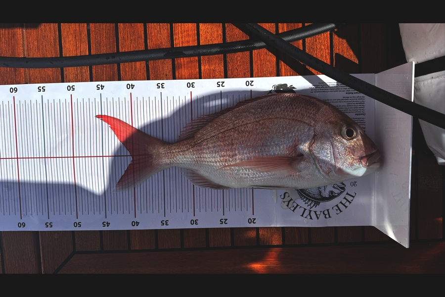 Philip Lendich caught this 40.0cm Snapper at Auckland during The Export NZ Fishing Competition