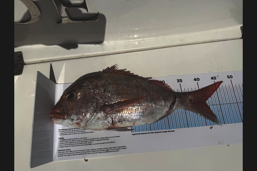 Matt Bayley caught this 41.0cm Snapper at Auckland during The Export NZ Fishing Competition