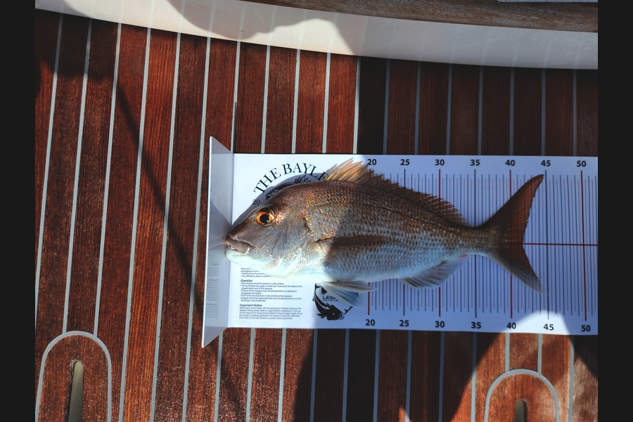 Ray Mountfort caught this 41.5cm Snapper at Auckland during The Export NZ Fishing Competition