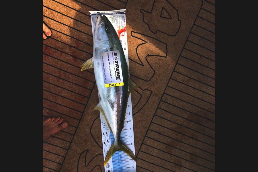 Tom Gemmell caught this 83.5cm Kingfish at Mercs  during The Export NZ Fishing Competition