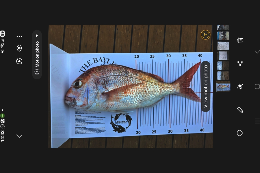 Brien Cree caught this 36.0cm Snapper at Auckland during The Export NZ Fishing Competition
