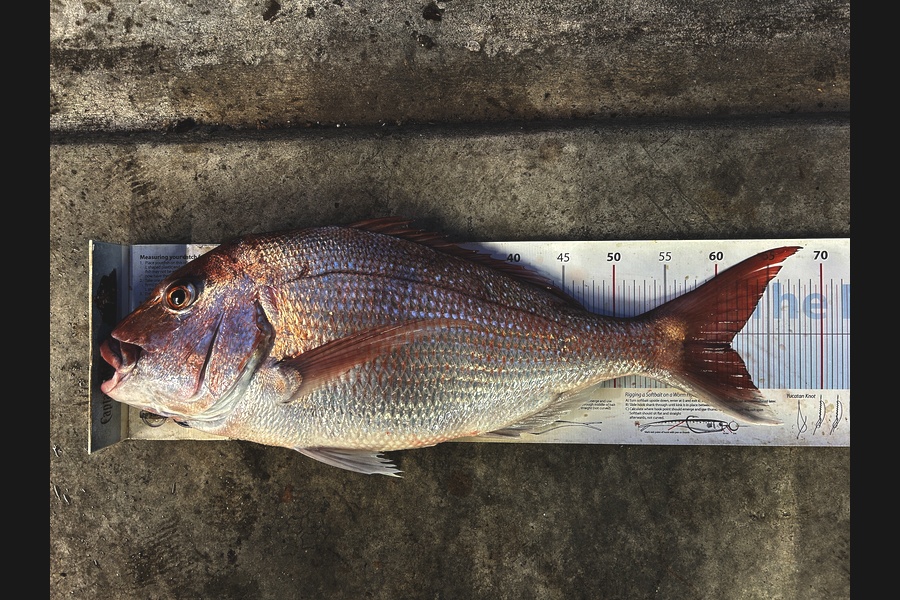 Johnny Huynen caught this 61.0cm Snapper at Wellington during The Export NZ Fishing Competition