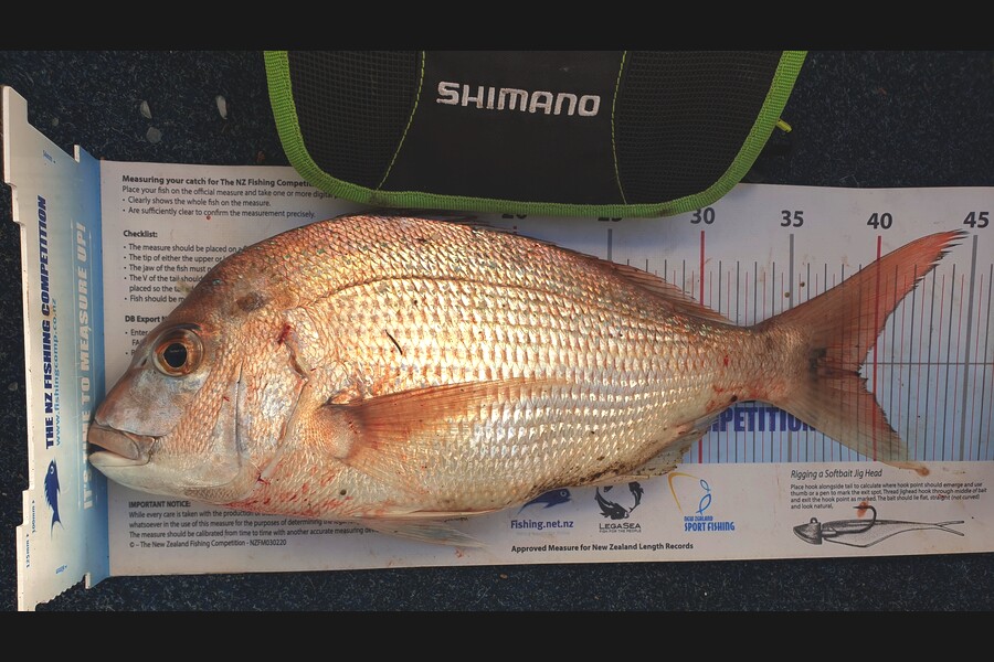 Lorraine Rolston caught this 39.0cm Snapper at Nelson/Marlborough during The Export NZ Fishing Competition