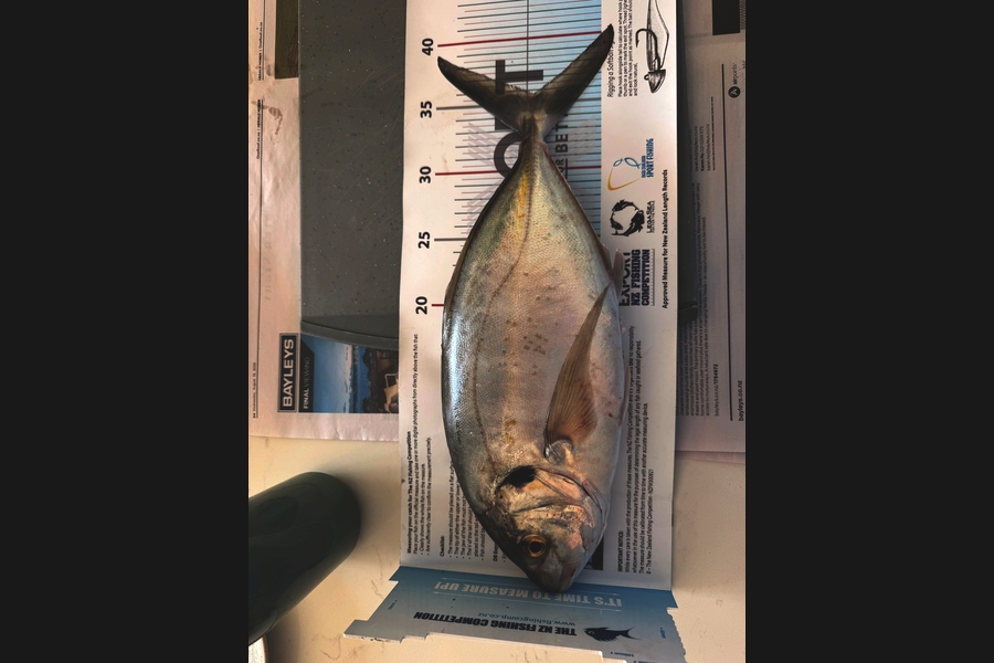 Matthew Muir caught this 35.5cm Trevally at Auckland during The Export NZ Fishing Competition