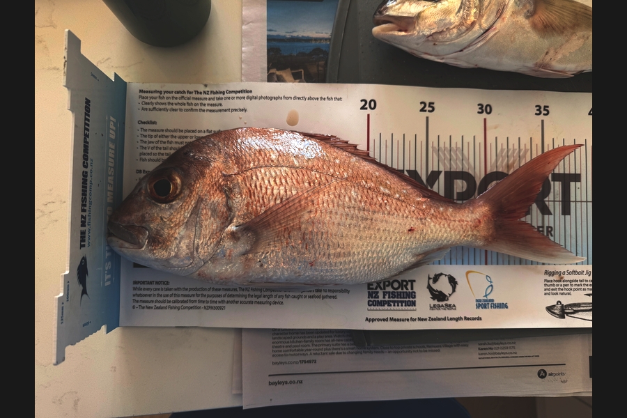Matthew Muir caught this 33.0cm Snapper at Auckland during The Export NZ Fishing Competition