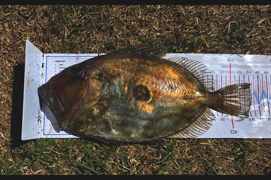 Holly Stuart caught this 44.5cm John Dory at Taranaki during The Export NZ Fishing Competition