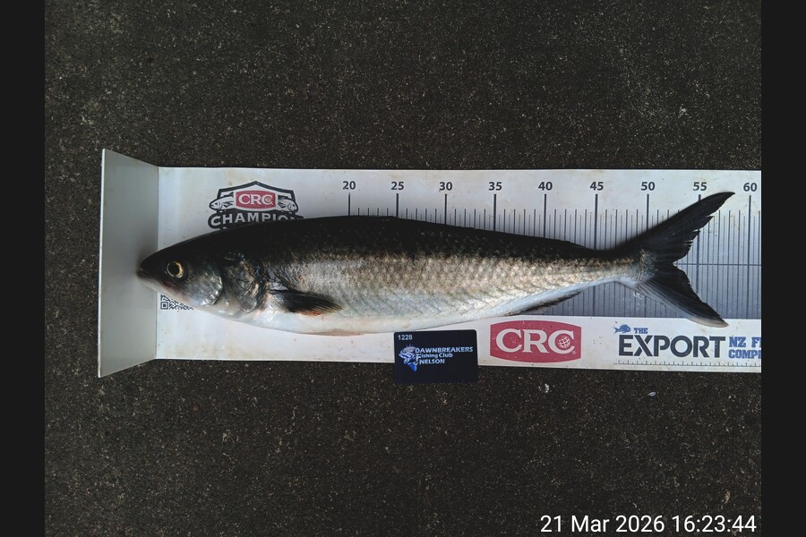 Corey Parsons caught this 52.5cm Kahawai at Nelson/Marlborough during The Export NZ Fishing Competition