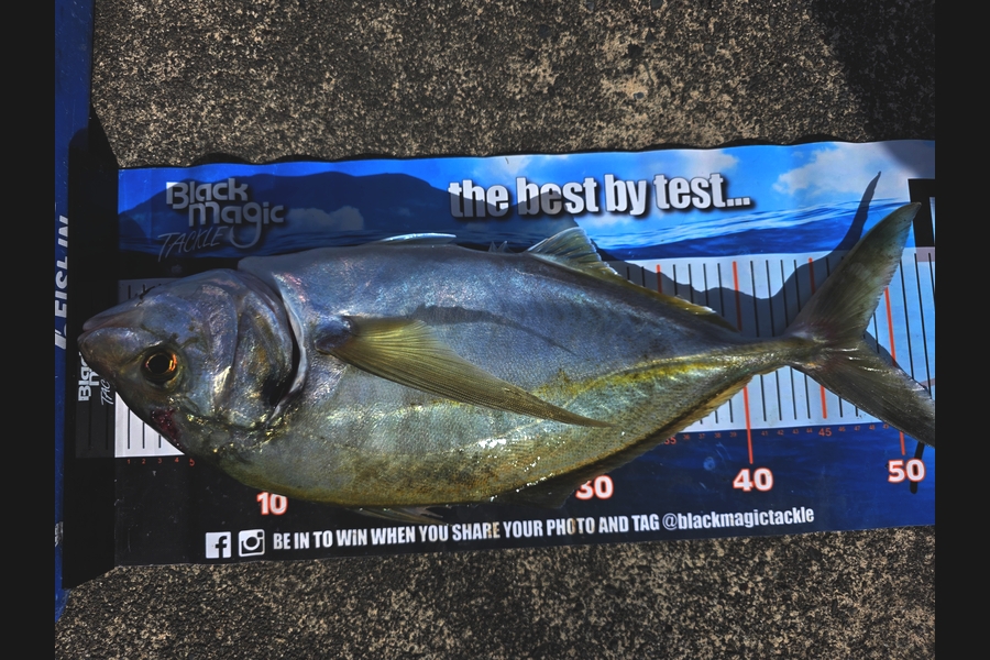 Tyson Graham caught this 47.5cm Trevally at Manawatu during The Export NZ Fishing Competition