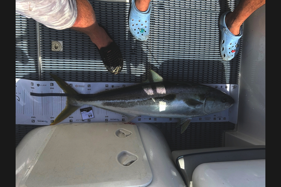 Mark  Armistead caught this 102.0cm Kingfish at Bay of Plenty during The Export NZ Fishing Competition