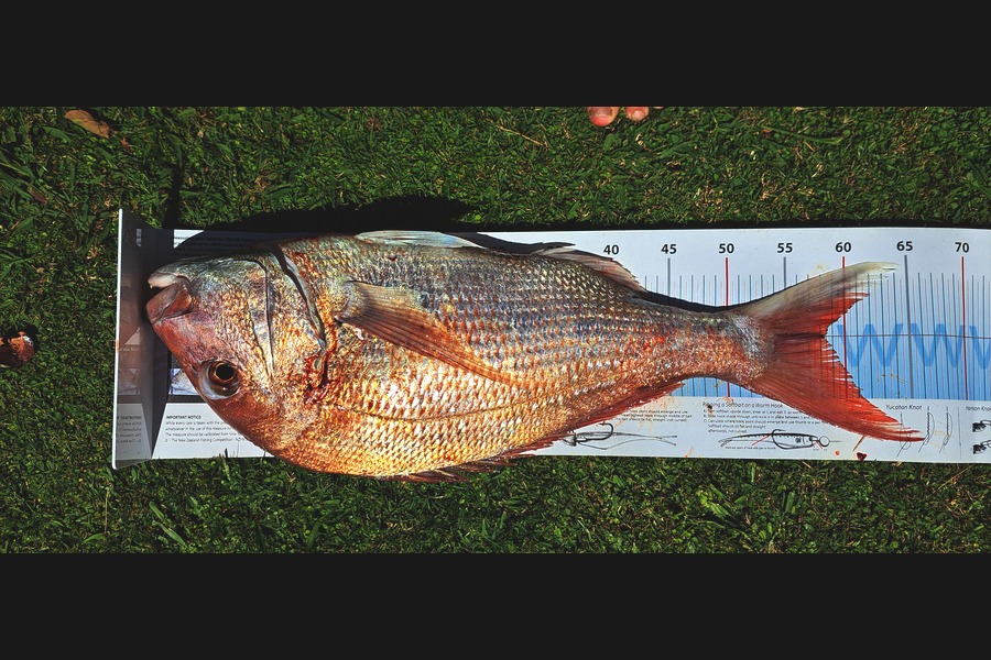 Kathryn  Johnston  caught this 58.0cm Snapper at Waikato during The Export NZ Fishing Competition