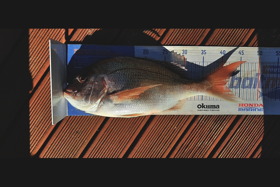 Mark Wickens caught this 41.0cm Snapper at Wellington during The Export NZ Fishing Competition