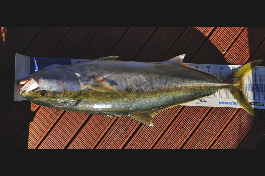 Mark Wickens caught this 90.0cm Kingfish at Wellington during The Export NZ Fishing Competition