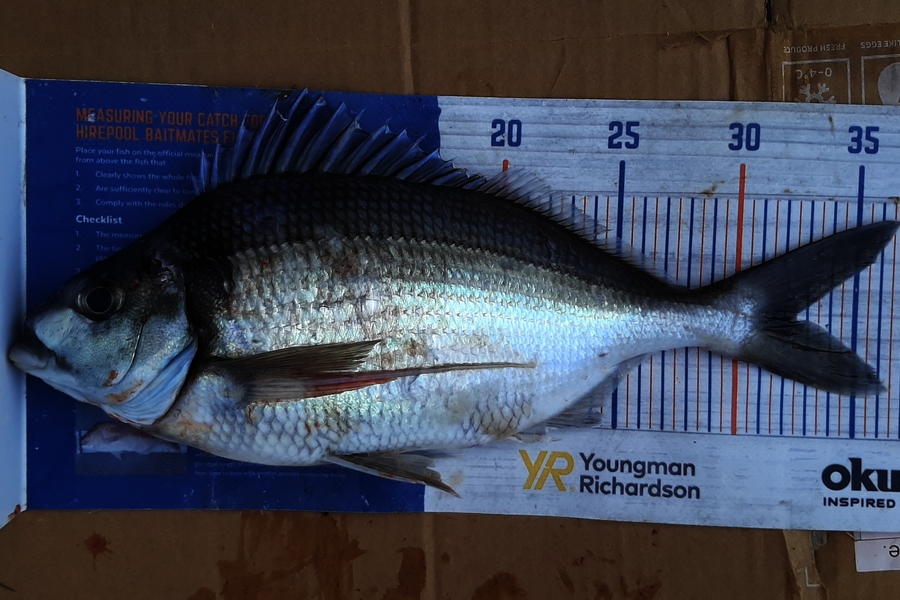 Mark Wickens caught this 32.5cm Tarakihi at Wellington during The Export NZ Fishing Competition