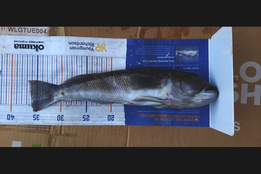Mark Wickens caught this 36.0cm Blue Cod at Wellington during The Export NZ Fishing Competition