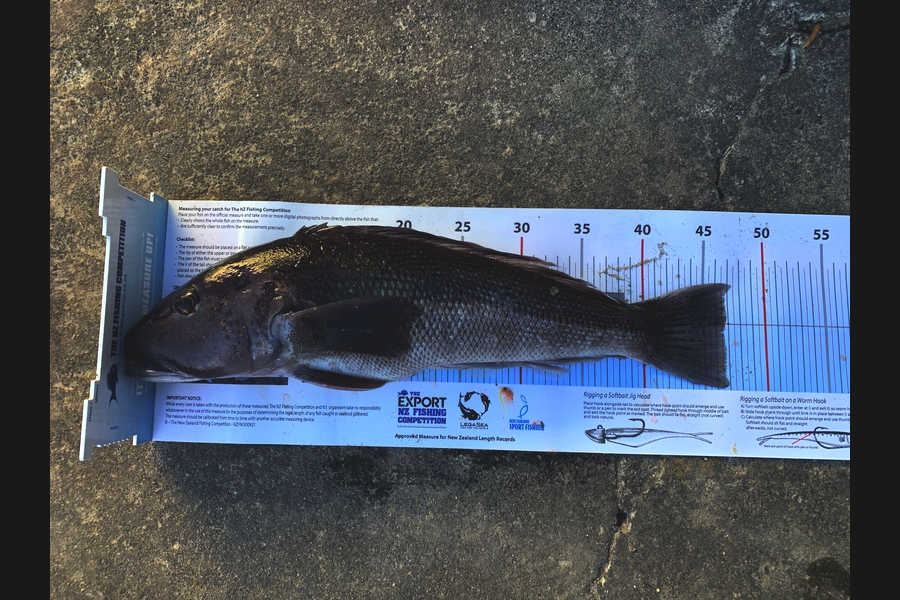 Shayne Thomas caught this 46.5cm Blue Cod at Hawkes Bay during The Export NZ Fishing Competition