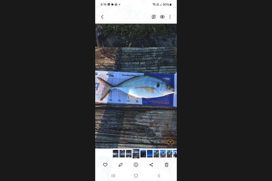Brett Wilson caught this 37.5cm Trevally at Wellington during The Export NZ Fishing Competition