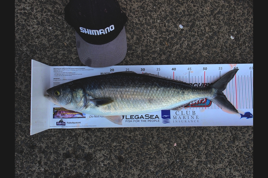 Ian Campbell caught this 55.5cm Kahawai at Coromandel during The Export NZ Fishing Competition