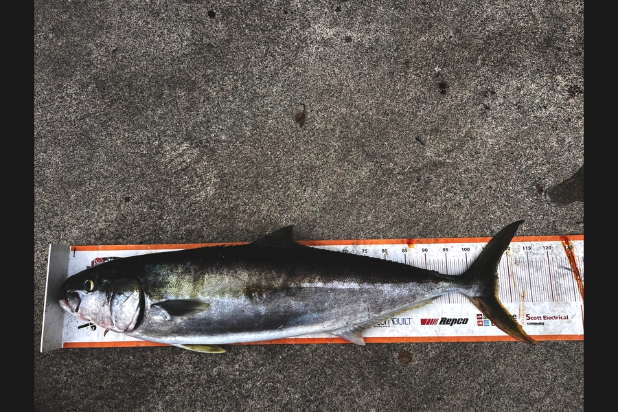Mark  Bryan caught this 107.5cm Kingfish at Taranaki during The Export NZ Fishing Competition