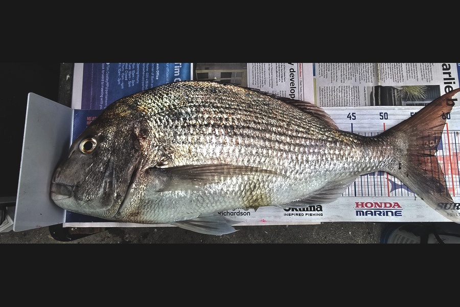 Pat Barrett caught this 57.5cm Snapper at Wellington during The Export NZ Fishing Competition