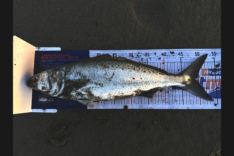 Steve Williams caught this 49.0cm Kahawai at Canterbury during The Export NZ Fishing Competition