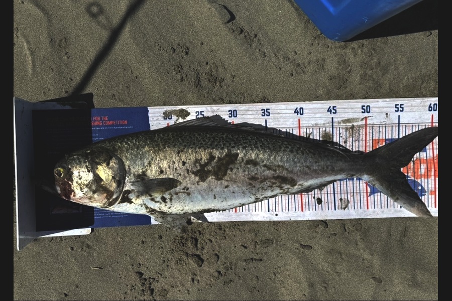 Tyler Williams caught this 54.5cm Kahawai at Canterbury during The Export NZ Fishing Competition