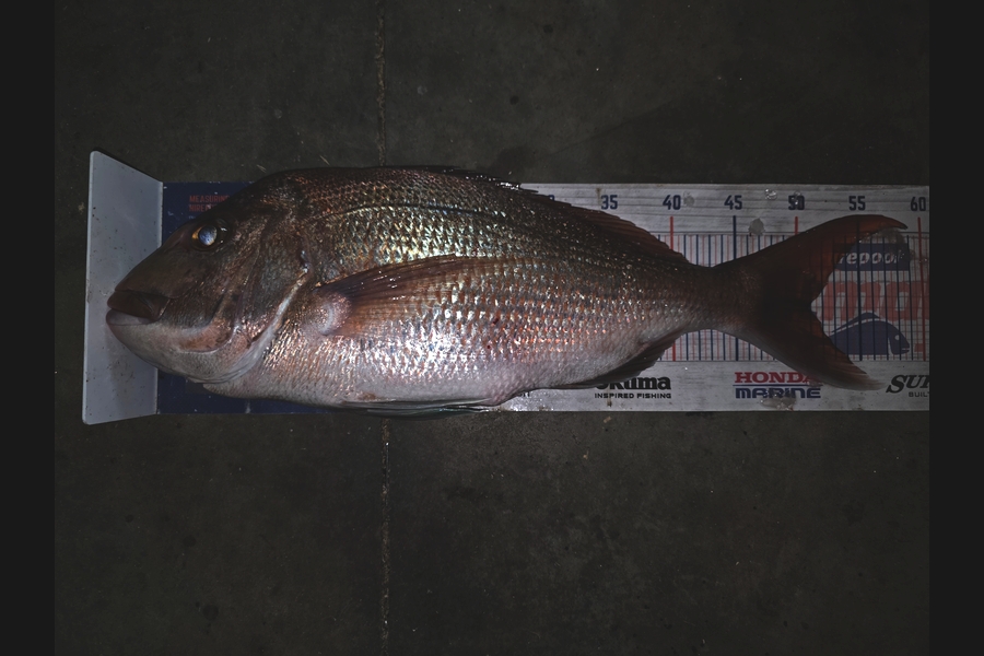 Trevor Hopson caught this 50.5cm Snapper at Coromandel during The Export NZ Fishing Competition