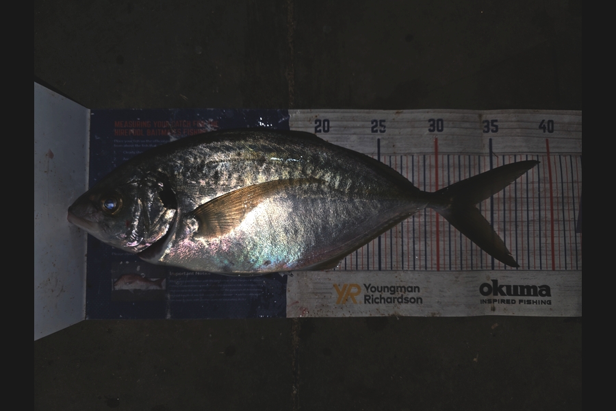 Trevor Hopson caught this 33cm Trevally at Coromandel during The Export NZ Fishing Competition